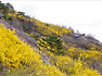 2019.04.09 인왕산 개나리길을 걷다