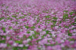 0315004851A6EC76134CBD