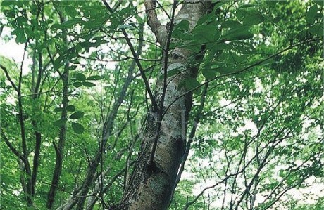 물푸레 이미지