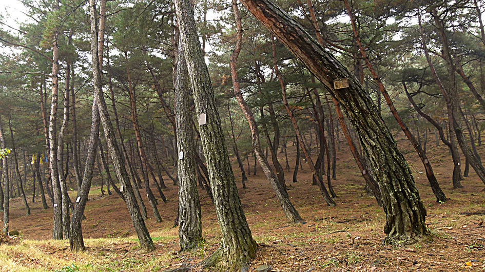 수림장 이미지