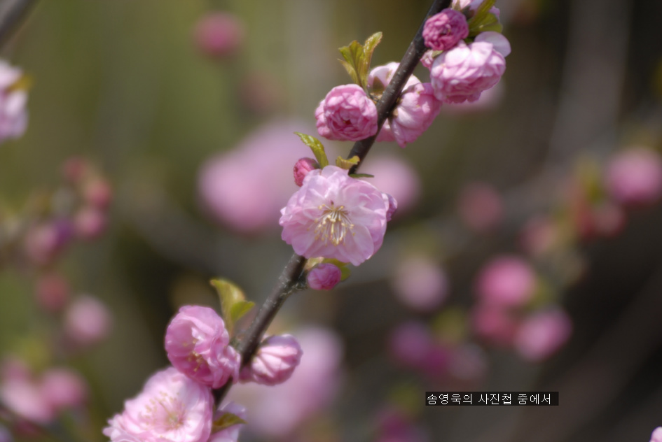 꽃하나에봄 이미지