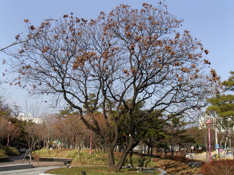 대불공원 이미지