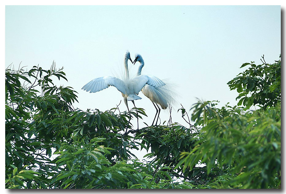 백로(白鷺)