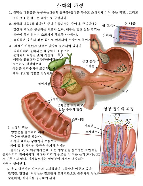 소화기계 Digestive System