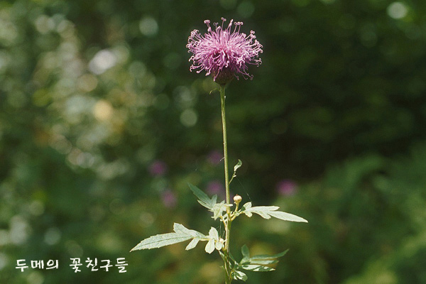 지칭개 이미지