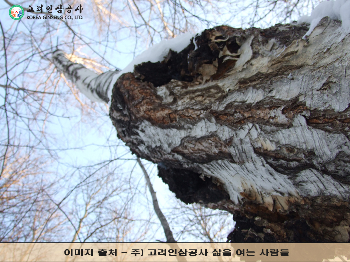 (주)고려인삼공사 이미지
