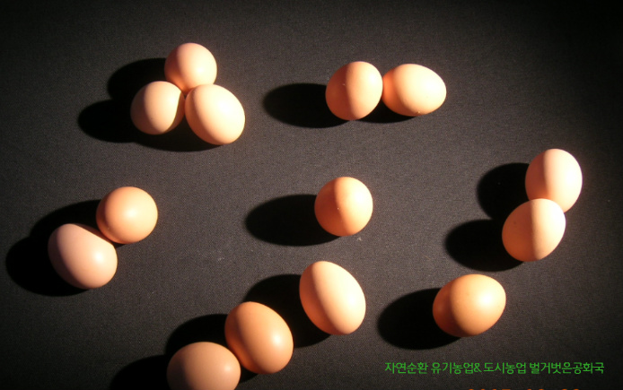 GMO 수입사료 유정란과 無 GMO 국내산사료 유정란