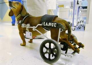  Paralyzed pooch cheers u... 