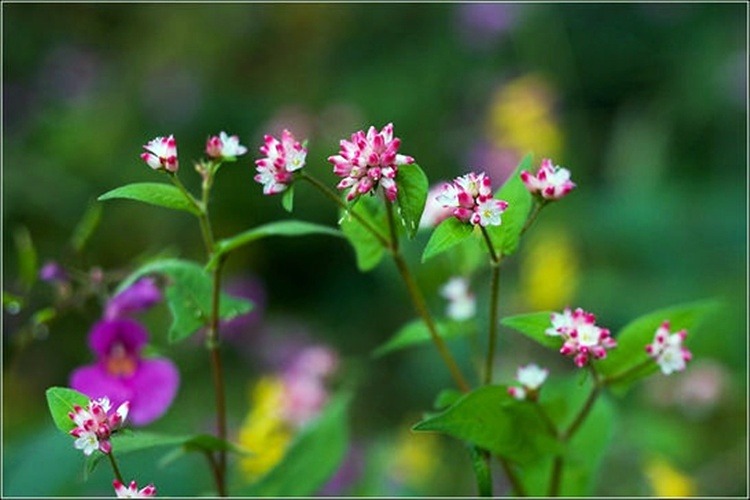 17326B454D42AC0F2D13FD