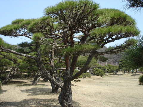  명품 소나무