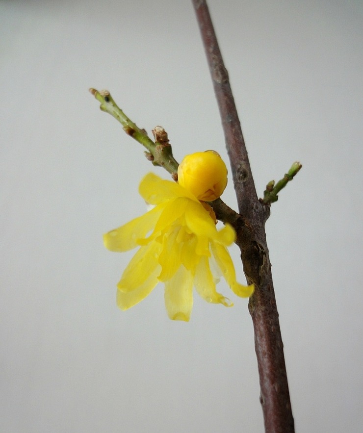 섣달에 피는 매화향기 종결자 납매(臘梅)