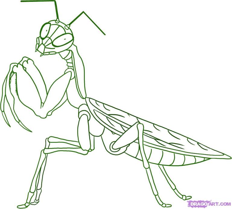 Mantis coloring,사마귀 색칠