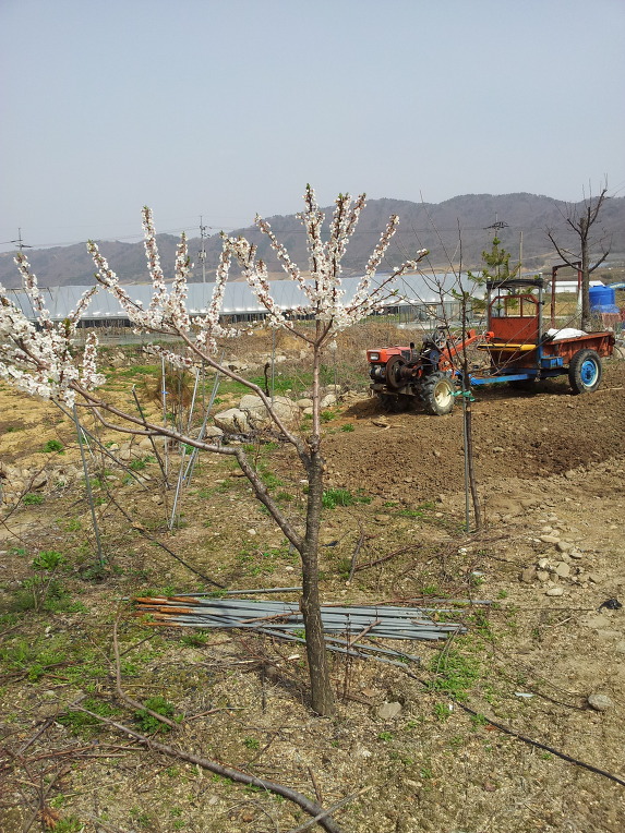 펀치볼 돌산령 농원의 화단
