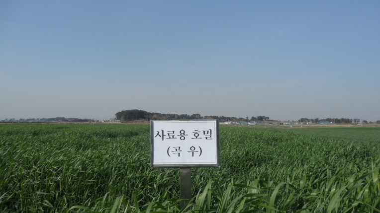 청보리들녘 이미지