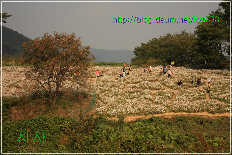 구절초 향기따라 정읍 구절초축제 2탄...2012. 10월14일...