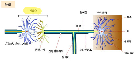  아동도서,유아도서전집서점 판다북-유아기에 두뇌발달-유아기에 가정교육