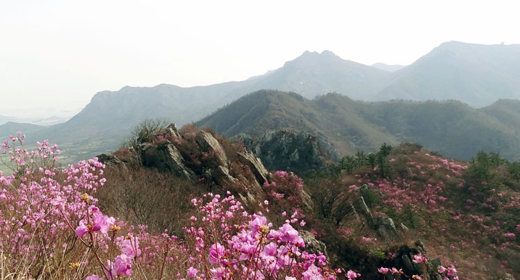 진달래의 최고봉 주작산