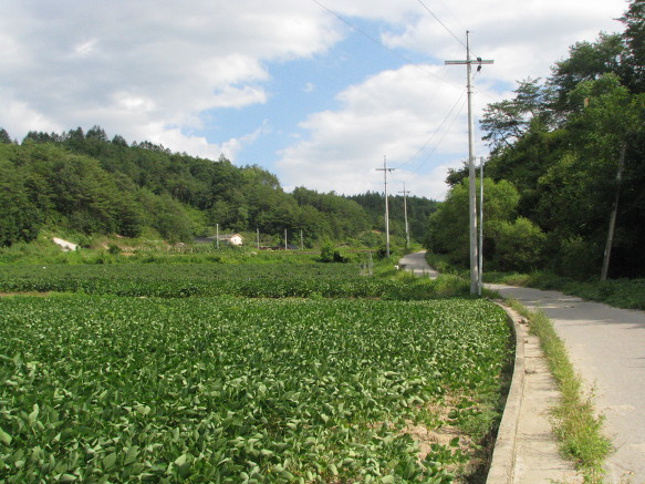 하마사 이미지