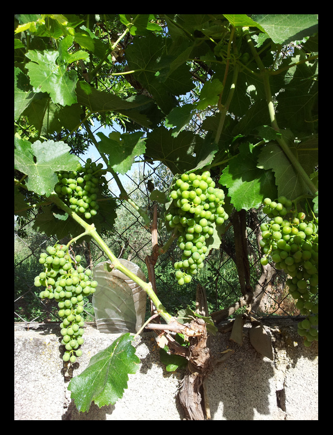 6월 30일 아버님 농장 나들이와 푸짐한 점심~^^