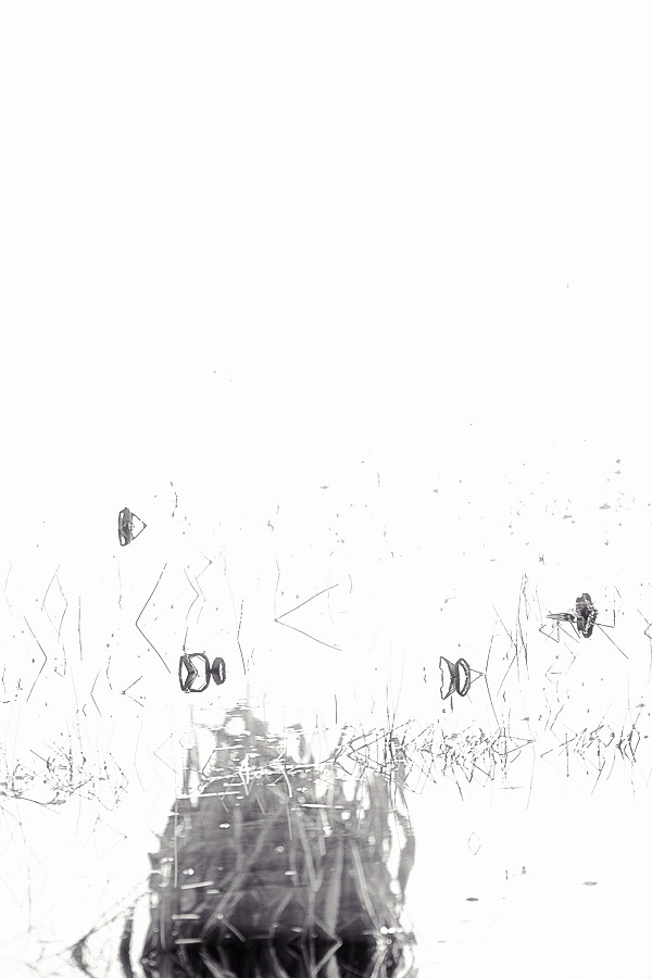 물왕연밭 #5