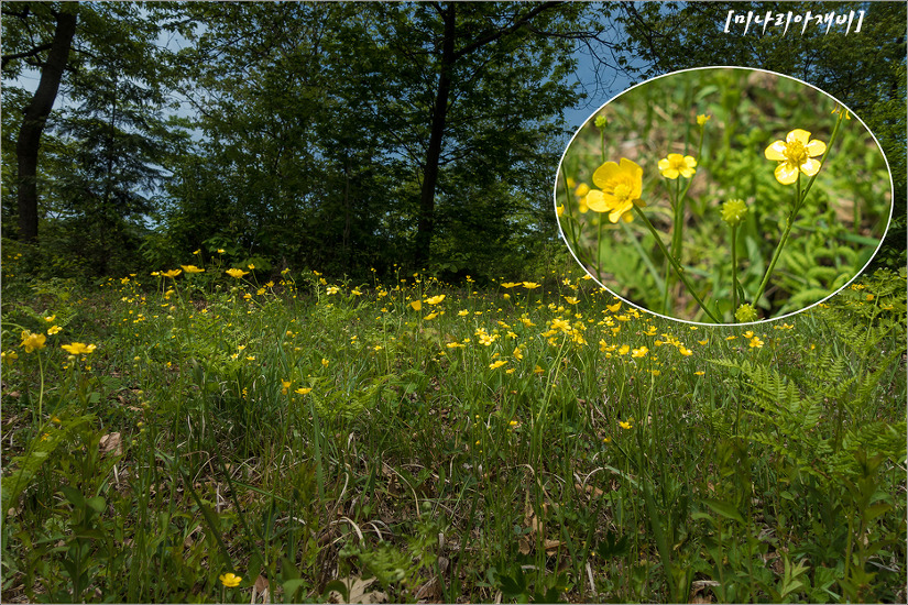 2017.05.06. 금남호남정맥 졸업 제3구간 마이산을 걷다(시루개재~모래재)