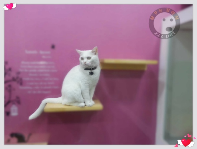 꿈꾸는강아지 마스코트 히트~~~♥♥♥♥