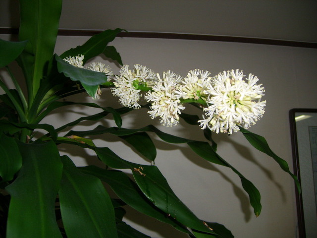 식물도 불살생의 범주에 들어가는가? 식물도 살아 있다는 느낌이 들 때