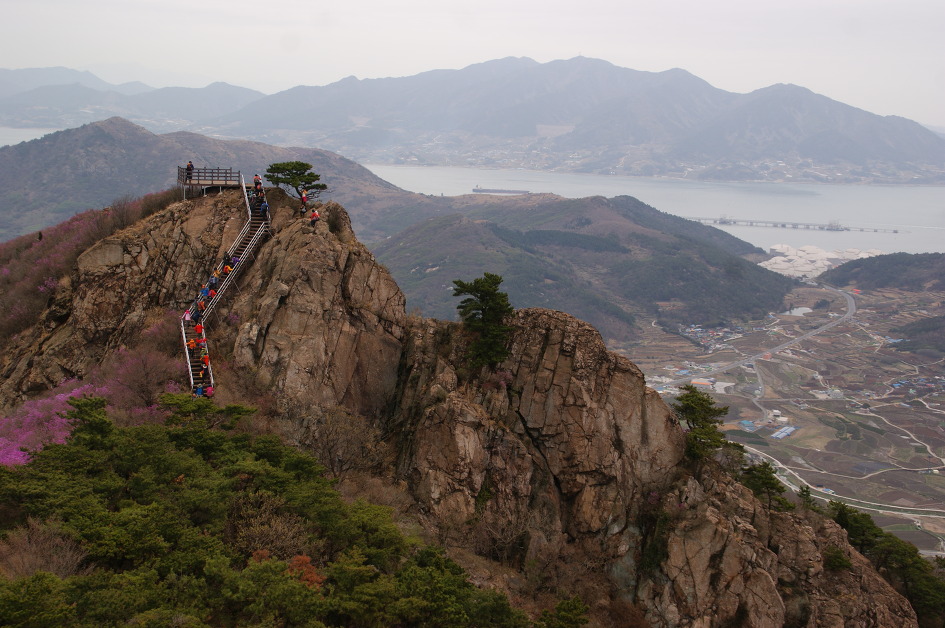 여수 영취산의 화사한 진달래에 마음을 내려 놓다(15.4.4)