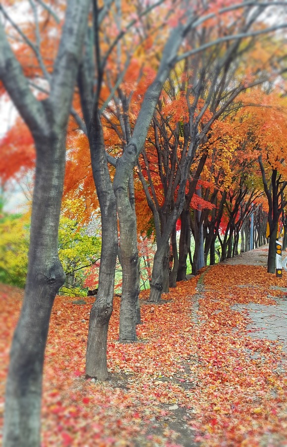 어머니 병원 모시고 갔다 오후 팔공산 단풍 놀이 ...