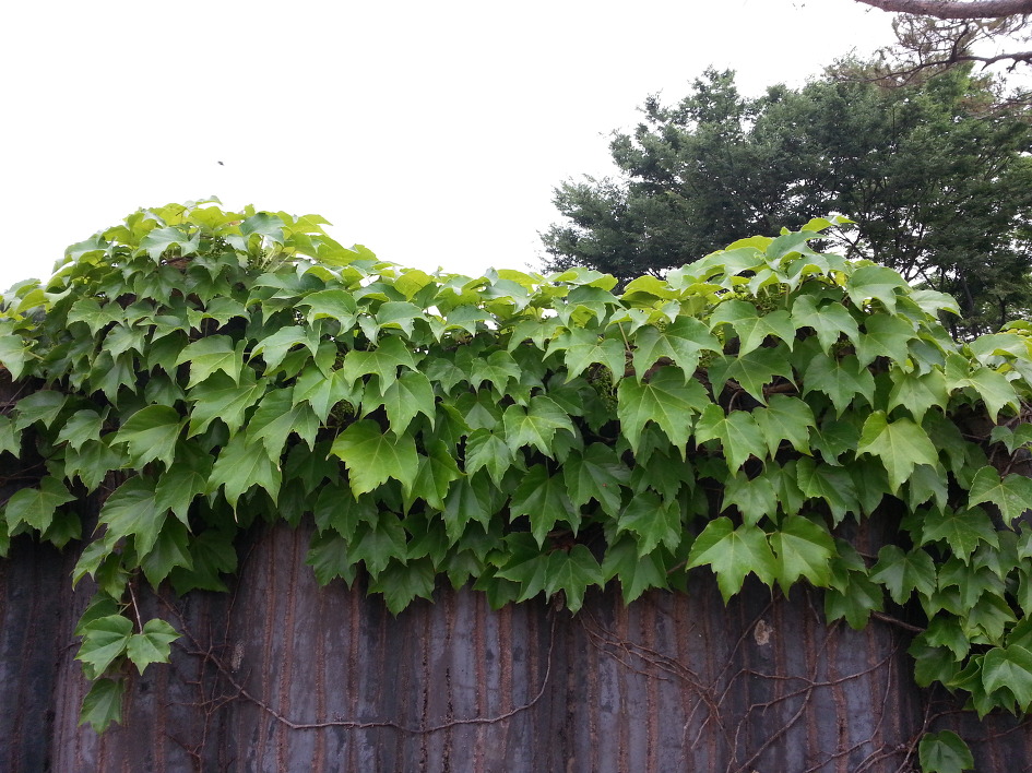서울시계종주10구간(C) /2015.06.13