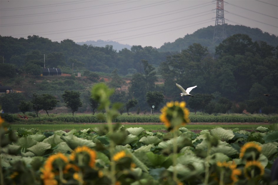 여름비가 내릴것 같나요,그럼 바로 연꽃밭, 시흥시(관곡지) 연꽃테마파크