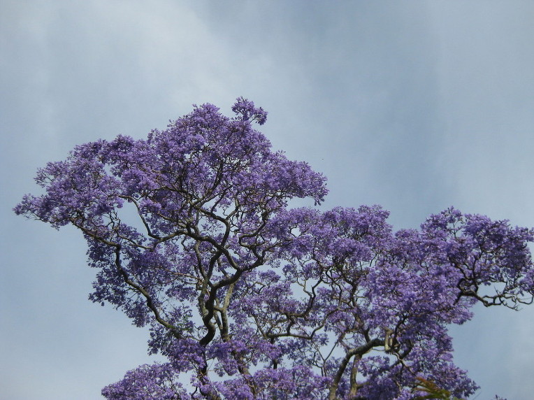 270F884D52A50E16100009