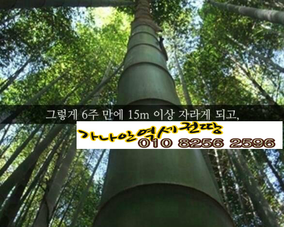역세권 투자와  모소 대나무의 (퀀텀리프 ∞ 퀀텀점프,) 폭풍성장 이야기 