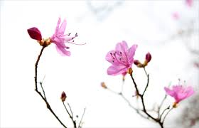 진달래꽃