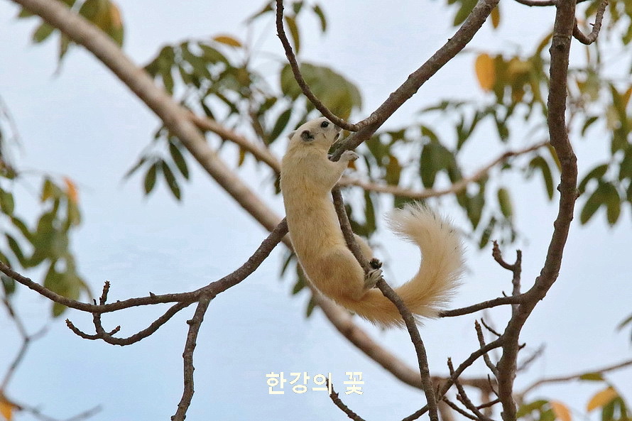 흰 다람쥐