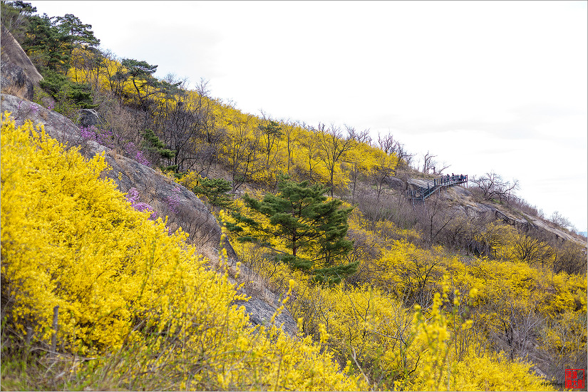 2019.04.09 인왕산 개나리길을 걷다