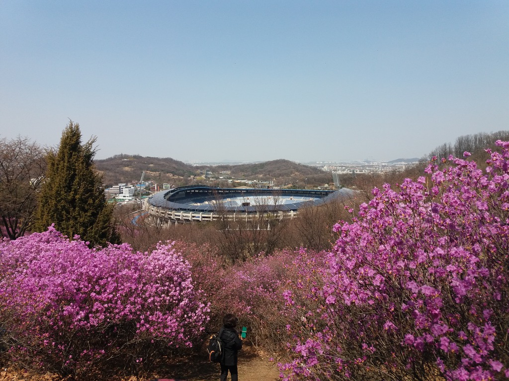 원미산  진달래-4월4일
