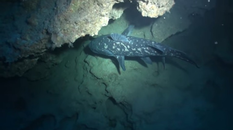 살아있는 화석 물고기 실러캔스(Coelacanth) 