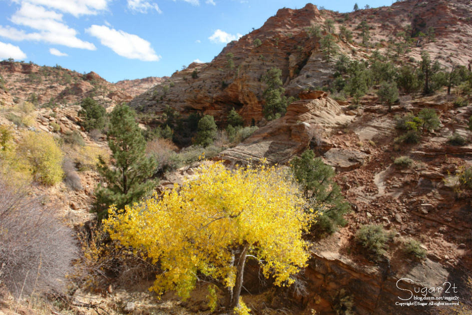 [그랜드 서클]자이언 캐년(Zion Canyon)