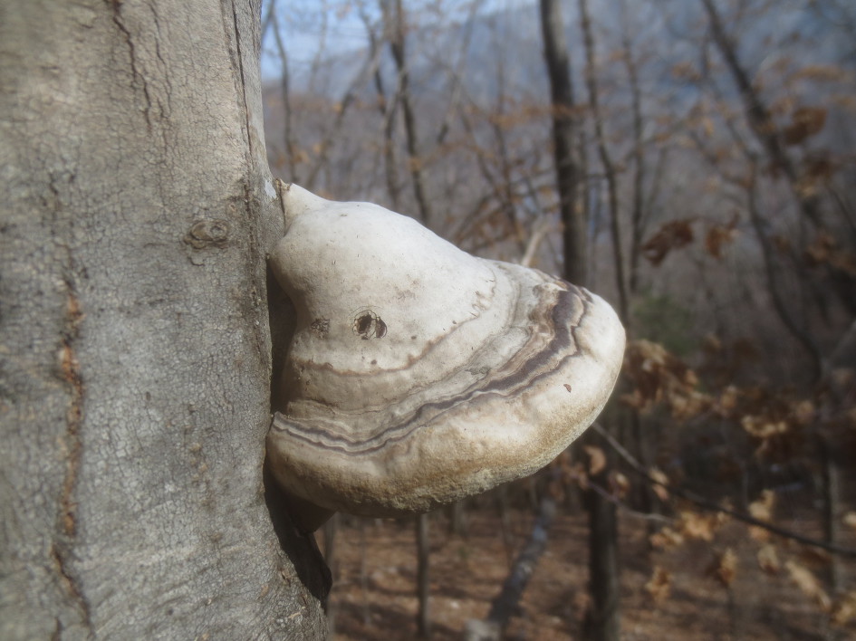 말굽버섯 산행기