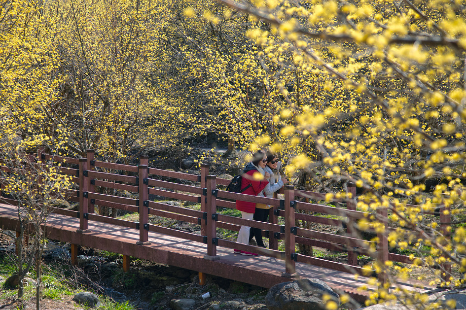 구례 산수유