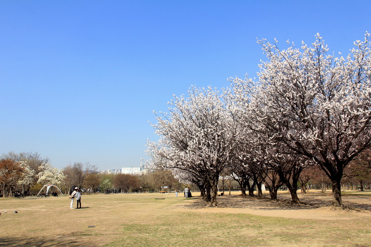 * 서울숲 벚꽃