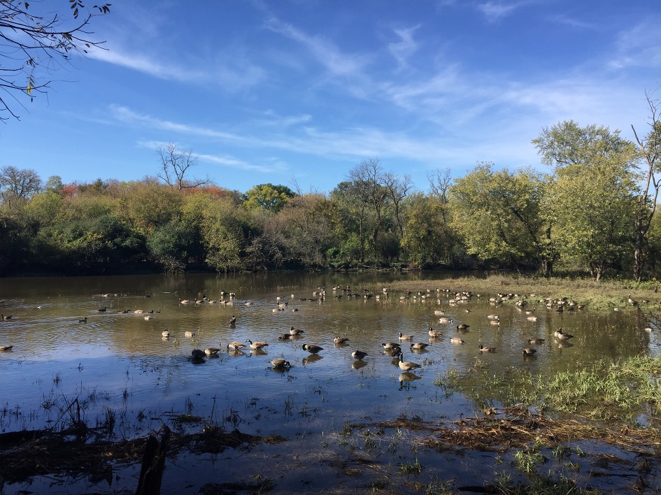 [The Grove Redfield Estate] 억새가 있는 동네 공원에서 가을을 느껴 본다.(Glenview/IL)