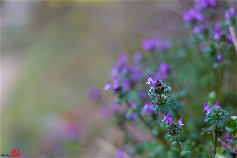 2019.04.09 인왕산 개나리길을 걷다