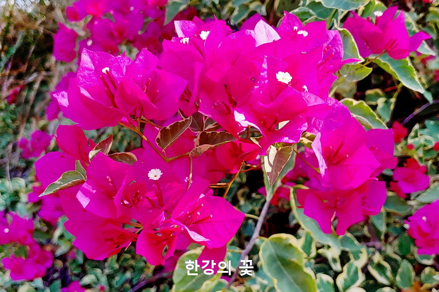 부게인빌레아