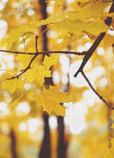 998902485B99B01832BCC0