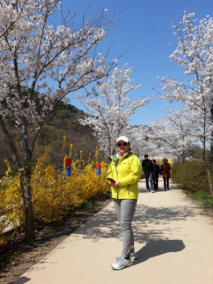 옥포벗꽃축제
