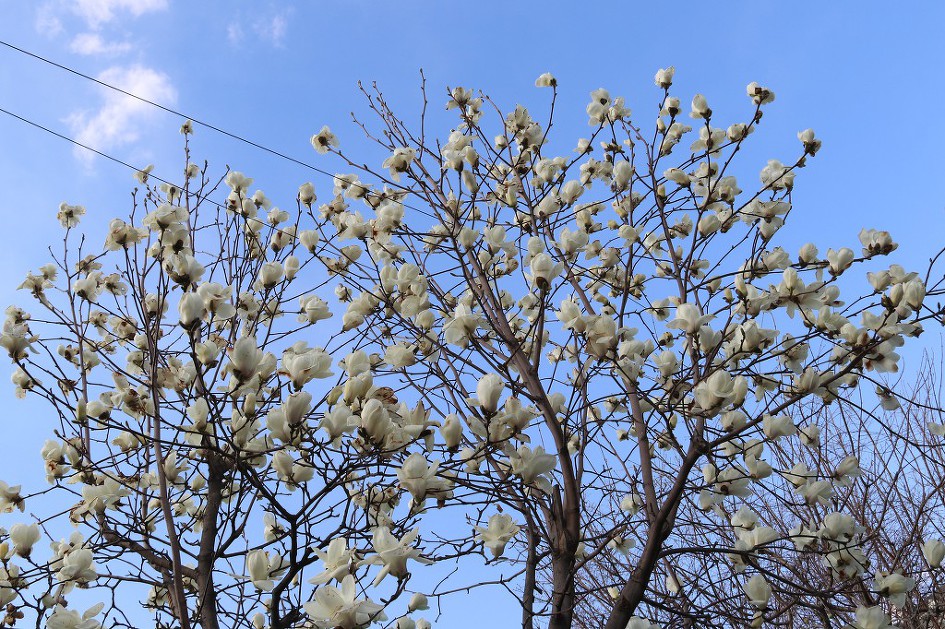 '2019 응봉산 개나리축제의 풍경'을 가득 담았습니다.   5/5    (20190331)  