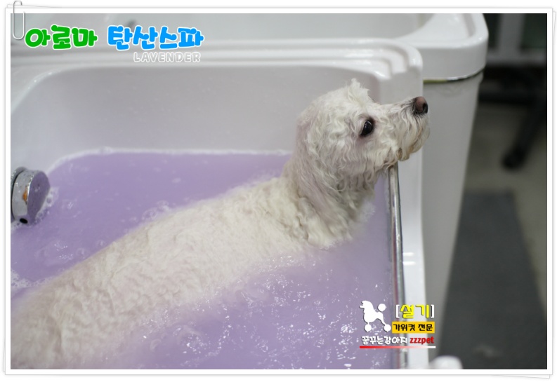 비숑프리제 아로마 탄산스파 : 대전 애견미용