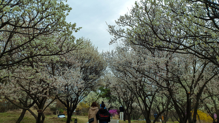 일산호수공원의봄